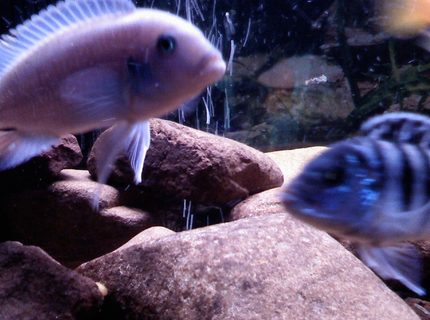 freshwater fish - pseudotropheus socolofi (albino) - albino socolofi stocking in 30 gallons tank - powder blue lab. freshwater fish - pseudotropheus socolofi (albino) - albino socolofi stocking in 30 gallons tank - powder blue lab.