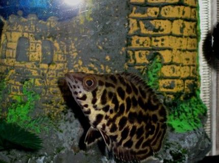 freshwater fish - ctenopoma acutirostre - leopard ctenopoma stocking in 46 gallons tank - This is my leopard ctenopoma hanging out by her castle which she shares with her friend the striped raphael catfish. freshwater fish - ctenopoma acutirostre - leopard ctenopoma stocking in 46 gallons tank - This is my leopard ctenopoma hanging out by her castle which she shares with her friend the striped raphael catfish.
