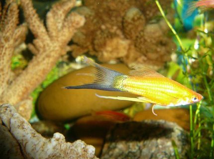freshwater fish - xiphophorus helleri - hi fin lyretail swordtail stocking in 50 gallons tank - lary tail swordtail... freshwater fish - xiphophorus helleri - hi fin lyretail swordtail stocking in 50 gallons tank - lary tail swordtail...