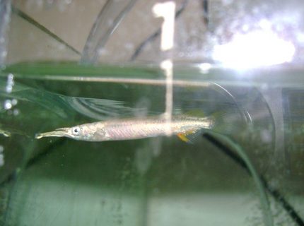 freshwater fish - lepisosteus platyrhincus - florida gar stocking in 50 gallons tank - wrestling halfbeak...! freshwater fish - lepisosteus platyrhincus - florida gar stocking in 50 gallons tank - wrestling halfbeak...!