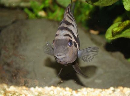 freshwater fish - archocentrus nigrofasciatus - black convict cichlid stocking in 400 gallons tank - Convict Cichlid
Name: "Humbug"
Appears cute, isn't. freshwater fish - archocentrus nigrofasciatus - black convict cichlid stocking in 400 gallons tank - Convict Cichlid
Name: "Humbug"
Appears cute, isn't.