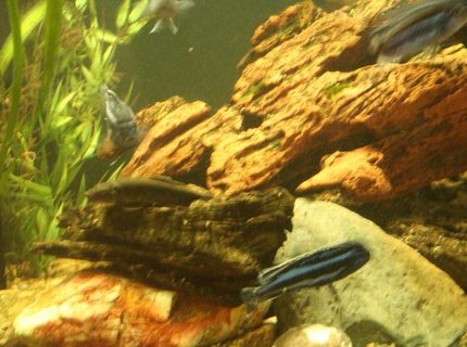 freshwater fish - melanochromis cyaneorhabdos - maingano cichlid stocking in 250 gallons tank - sideview 2 freshwater fish - melanochromis cyaneorhabdos - maingano cichlid stocking in 250 gallons tank - sideview 2