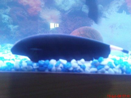 freshwater fish - apteronotus albifrons - black ghost knifefish stocking in 6 gallons tank - black ghost knife freshwater fish - apteronotus albifrons - black ghost knifefish stocking in 6 gallons tank - black ghost knife