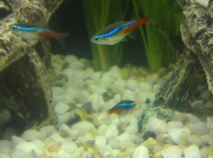 freshwater fish - paracheirodon innesi - neon tetra jumbo stocking in 100 gallons tank - Neon tetra freshwater fish - paracheirodon innesi - neon tetra jumbo stocking in 100 gallons tank - Neon tetra
