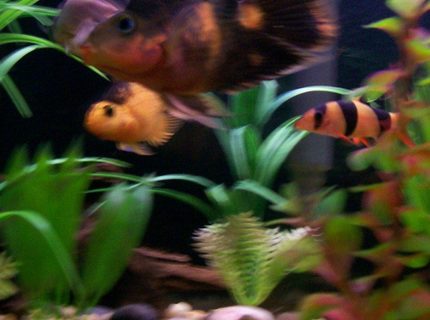freshwater fish - botia macracantha - clown loach stocking in 35 gallons tank - A tank full of friends. 2 parrots, 1 of the yoyos and 1 of the clowns. freshwater fish - botia macracantha - clown loach stocking in 35 gallons tank - A tank full of friends. 2 parrots, 1 of the yoyos and 1 of the clowns.