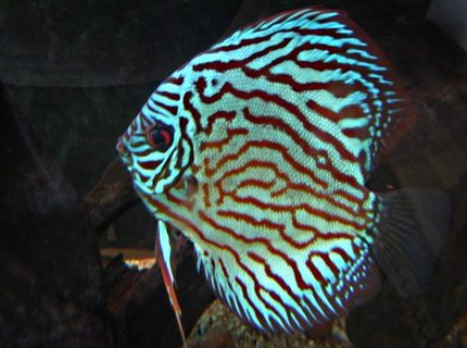 Rated #1: Freshwater Fish - Symphysodon Spp. - Red Turquoise Discus Stocking In 113 Gallons Tank - red turquoise adult female discus Rated #1: Freshwater Fish - Symphysodon Spp. - Red Turquoise Discus Stocking In 113 Gallons Tank - red turquoise adult female discus