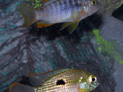 freshwater fish - iodotropheus sprengerae - rusty cichlid stocking in 36 gallons tank - Rusty Cichlid and Green Terror Cichlid freshwater fish - iodotropheus sprengerae - rusty cichlid stocking in 36 gallons tank - Rusty Cichlid and Green Terror Cichlid