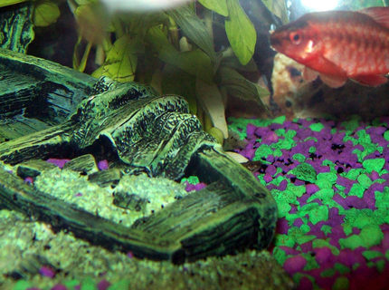 freshwater fish - puntius titteya - cherry barb stocking in 10 gallons tank - male cherry barb freshwater fish - puntius titteya - cherry barb stocking in 10 gallons tank - male cherry barb