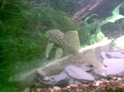 freshwater fish - baryancistrus demantoides - green phantom pleco stocking in 180 gallons tank - Another snap of the phantom menace freshwater fish - baryancistrus demantoides - green phantom pleco stocking in 180 gallons tank - Another snap of the phantom menace
