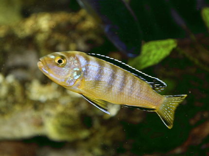 freshwater fish - labeotropheus fuelleborni - fuelleborni cichlid, marmalade stocking in 80 gallons tank freshwater fish - labeotropheus fuelleborni - fuelleborni cichlid, marmalade stocking in 80 gallons tank