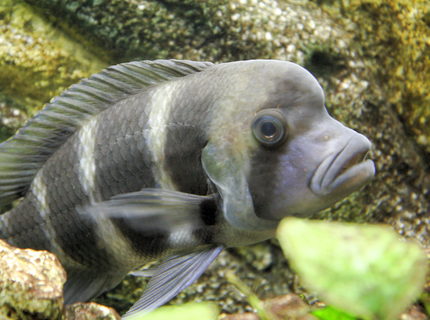 freshwater fish - cyphotilapia frontosa - frontosa cichlid stocking in 80 gallons tank - Tanganyka freshwater fish - cyphotilapia frontosa - frontosa cichlid stocking in 80 gallons tank - Tanganyka