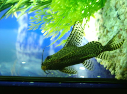 freshwater fish - synodontis eupterus - featherfin catfish stocking in 180 gallons tank - this is my butterfly catfish well i think it is if you no plezz tell me freshwater fish - synodontis eupterus - featherfin catfish stocking in 180 gallons tank - this is my butterfly catfish well i think it is if you no plezz tell me