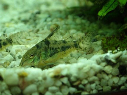 freshwater fish - corydoras paleatus - peppered cory cat stocking in 180 gallons tank - this is my pepermint cory
which i dont have eny more freshwater fish - corydoras paleatus - peppered cory cat stocking in 180 gallons tank - this is my pepermint cory
which i dont have eny more