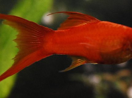 freshwater fish - xiphophorus helleri - hi fin lyretail swordtail stocking in 55 gallons tank - 4" Red Marigold Swordtail freshwater fish - xiphophorus helleri - hi fin lyretail swordtail stocking in 55 gallons tank - 4" Red Marigold Swordtail