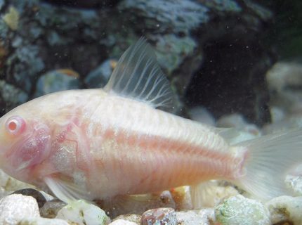 freshwater fish - corydoras aeneus - albino aeneus cory cat stocking in 150 gallons tank - Albino Cory Cat freshwater fish - corydoras aeneus - albino aeneus cory cat stocking in 150 gallons tank - Albino Cory Cat