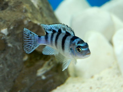 freshwater fish - metriaclima lombardoi - kenyi cichlid stocking in 55 gallons tank - African Cichlid freshwater fish - metriaclima lombardoi - kenyi cichlid stocking in 55 gallons tank - African Cichlid