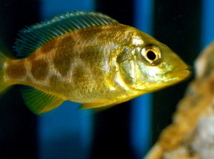 freshwater fish - nimbochromis venustus - venustus cichlid stocking in 55 gallons tank - Nimbochromis Venustus African Cichlid freshwater fish - nimbochromis venustus - venustus cichlid stocking in 55 gallons tank - Nimbochromis Venustus African Cichlid