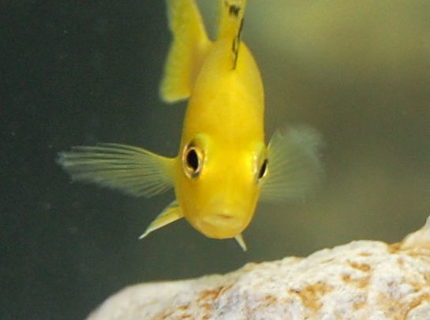 freshwater fish - labidochromis caeruleus - electric yellow cichlid stocking in 55 gallons tank - African Cichlid freshwater fish - labidochromis caeruleus - electric yellow cichlid stocking in 55 gallons tank - African Cichlid