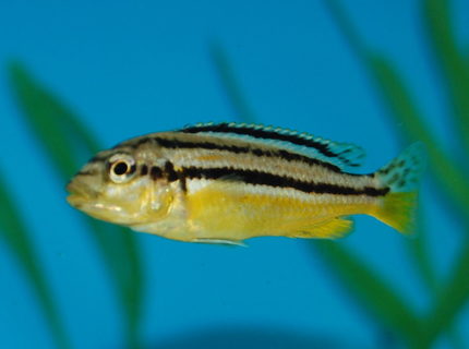 freshwater fish - melanochromis auratus - auratus cichlid stocking in 55 gallons tank - African Cichlid freshwater fish - melanochromis auratus - auratus cichlid stocking in 55 gallons tank - African Cichlid