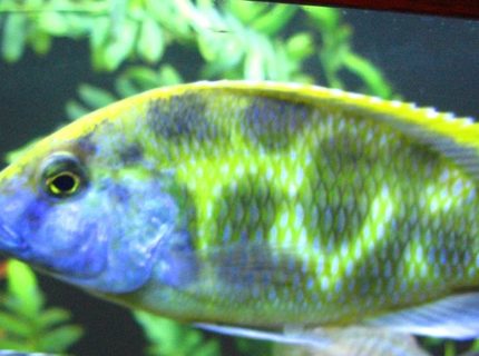 freshwater fish - nimbochromis venustus - venustus cichlid stocking in 125 gallons tank - Giraffe Cichlid, Kalingo freshwater fish - nimbochromis venustus - venustus cichlid stocking in 125 gallons tank - Giraffe Cichlid, Kalingo