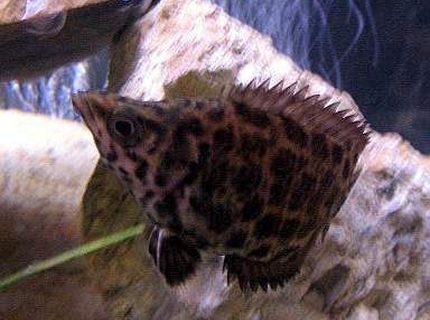 freshwater fish - ctenopoma acutirostre - leopard ctenopoma stocking in 10 gallons tank - Leapord Ctenopoma freshwater fish - ctenopoma acutirostre - leopard ctenopoma stocking in 10 gallons tank - Leapord Ctenopoma