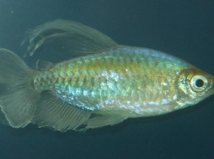 freshwater fish - phenacogrammus interruptus - congo tetra stocking in 150 gallons tank - Congo Tera (Male) freshwater fish - phenacogrammus interruptus - congo tetra stocking in 150 gallons tank - Congo Tera (Male)