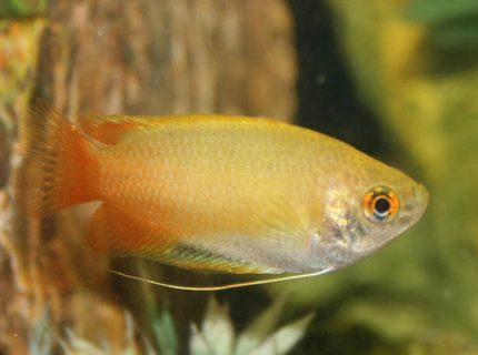 freshwater fish - colisa chuna - honey dwarf gourami stocking in 150 gallons tank - Dwarf Honey Gourami freshwater fish - colisa chuna - honey dwarf gourami stocking in 150 gallons tank - Dwarf Honey Gourami