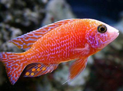 Rated #2: Freshwater Fish - Aulonocara Red Orchid Stocking In 90 Gallons Tank - Aulonocara Red Orchid Rated #2: Freshwater Fish - Aulonocara Red Orchid Stocking In 90 Gallons Tank - Aulonocara Red Orchid