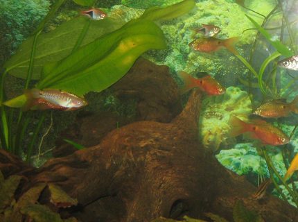 freshwater fish - puntius conchonius - rosy barb stocking in 75 gallons tank - Peacock Gobi, Rosey Barb, Cherry Barb, Harlequin Rasboras freshwater fish - puntius conchonius - rosy barb stocking in 75 gallons tank - Peacock Gobi, Rosey Barb, Cherry Barb, Harlequin Rasboras