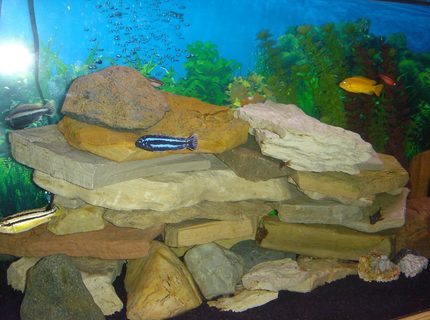 freshwater fish - melanochromis cyaneorhabdos - maingano cichlid stocking in 75 gallons tank - The main rock tower and some fish. freshwater fish - melanochromis cyaneorhabdos - maingano cichlid stocking in 75 gallons tank - The main rock tower and some fish.