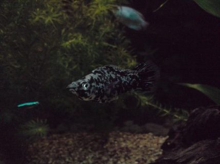 freshwater fish - poecilia latipinna - dalmatian molly stocking in 31 gallons tank - Sharon the Molly freshwater fish - poecilia latipinna - dalmatian molly stocking in 31 gallons tank - Sharon the Molly