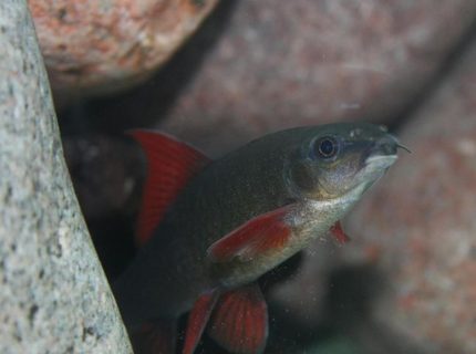 freshwater fish - epalzeorhynchos frenatus - rainbow shark stocking in 150 gallons tank - Epalzeorhynchos Frenatus freshwater fish - epalzeorhynchos frenatus - rainbow shark stocking in 150 gallons tank - Epalzeorhynchos Frenatus