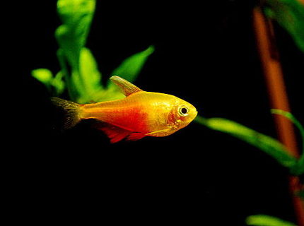freshwater fish - hyphessobrycon fammeus - flame tetra stocking in 55 gallons tank - Orange Von Rio Tetra freshwater fish - hyphessobrycon fammeus - flame tetra stocking in 55 gallons tank - Orange Von Rio Tetra