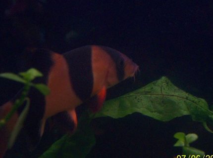 freshwater fish - botia macracantha - clown loach stocking in 55 gallons tank - One of My Clown Loaches freshwater fish - botia macracantha - clown loach stocking in 55 gallons tank - One of My Clown Loaches