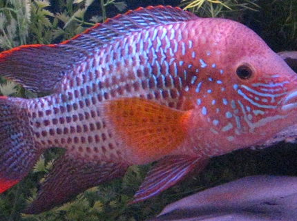 Rated #5: Freshwater Fish - Aequidens Rivulatus - Green Terror Stocking In 90 Gallons Tank - King of the Jungle 7" Rated #5: Freshwater Fish - Aequidens Rivulatus - Green Terror Stocking In 90 Gallons Tank - King of the Jungle 7"