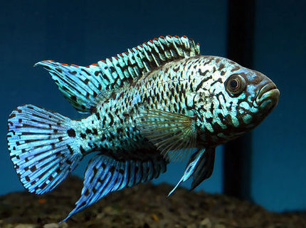 Rated #4: Freshwater Fish - Nandopsis Octofasciatum - Electric Blue Jack Dempsey Stocking In 55 Gallons Tank - jack dempsey Rated #4: Freshwater Fish - Nandopsis Octofasciatum - Electric Blue Jack Dempsey Stocking In 55 Gallons Tank - jack dempsey