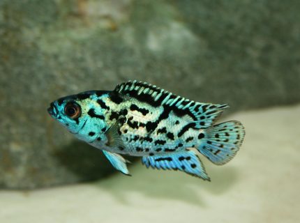 freshwater fish - nandopsis octofasciatum - electric blue jack dempsey stocking in 150 gallons tank - Electric Blue Jack Dempsey freshwater fish - nandopsis octofasciatum - electric blue jack dempsey stocking in 150 gallons tank - Electric Blue Jack Dempsey