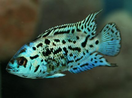 freshwater fish - nandopsis octofasciatum - electric blue jack dempsey stocking in 150 gallons tank - Nandopsis Octofasciatum freshwater fish - nandopsis octofasciatum - electric blue jack dempsey stocking in 150 gallons tank - Nandopsis Octofasciatum