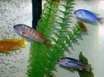 freshwater fish - labeotropheus fuelleborni - fuelleborni cichlid, marmalade stocking in 46 gallons tank - very aggressive breed of fish freshwater fish - labeotropheus fuelleborni - fuelleborni cichlid, marmalade stocking in 46 gallons tank - very aggressive breed of fish