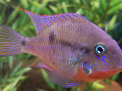 freshwater fish - thorichthys meeki - firemouth cichlid stocking in 150 gallons tank - 4 inch Firemouth freshwater fish - thorichthys meeki - firemouth cichlid stocking in 150 gallons tank - 4 inch Firemouth