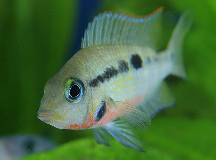 freshwater fish - thorichthys meeki - firemouth cichlid stocking in 45 gallons tank - Firemouth Cichlid freshwater fish - thorichthys meeki - firemouth cichlid stocking in 45 gallons tank - Firemouth Cichlid