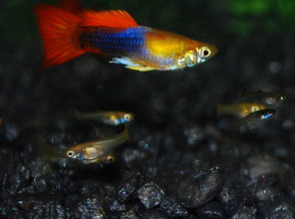 freshwater fish - poecilia reticulata - orange sunshine guppy stocking in 29 gallons tank - Guppy freshwater fish - poecilia reticulata - orange sunshine guppy stocking in 29 gallons tank - Guppy