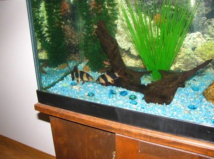 freshwater fish - botia macracantha - clown loach stocking in 55 gallons tank - clowns kissing freshwater fish - botia macracantha - clown loach stocking in 55 gallons tank - clowns kissing