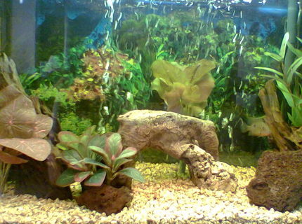 freshwater fish - thorichthys meeki - firemouth cichlid stocking in 36 gallons tank - Close-up of New World Cichlid Tank with A-male firemouth freshwater fish - thorichthys meeki - firemouth cichlid stocking in 36 gallons tank - Close-up of New World Cichlid Tank with A-male firemouth