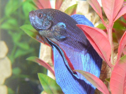 Rated #8: Freshwater Fish - Betta Splendens - Betta - Male Stocking In 33 Gallons Tank - Siamese Fighter fish Rated #8: Freshwater Fish - Betta Splendens - Betta - Male Stocking In 33 Gallons Tank - Siamese Fighter fish