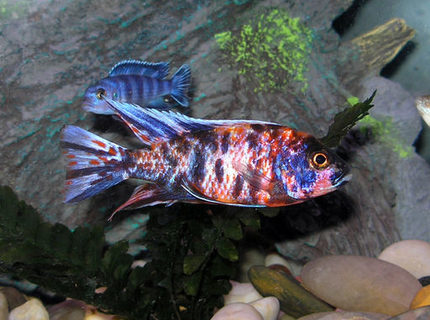 Rated #7: Freshwater Fish - Aulonocara Nyassae Var. - Peacock Cichlid, Orange Blossom Stocking In 36 Gallons Tank - My Peacock Cichlid Rated #7: Freshwater Fish - Aulonocara Nyassae Var. - Peacock Cichlid, Orange Blossom Stocking In 36 Gallons Tank - My Peacock Cichlid