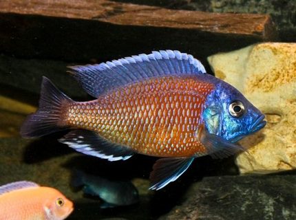 freshwater fish - copadichromis borleyi - red fin kadango stocking in 80 gallons tank - Copadichromis Borleyi - Red Fin Kadango freshwater fish - copadichromis borleyi - red fin kadango stocking in 80 gallons tank - Copadichromis Borleyi - Red Fin Kadango