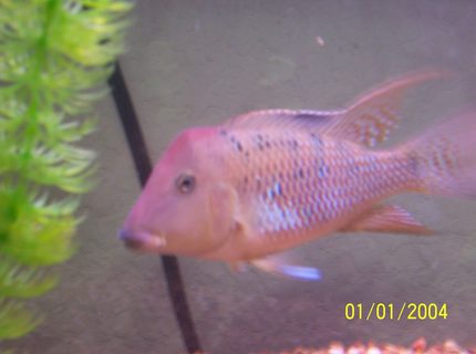 freshwater fish - geophagus steindachneri - red-hump eartheater stocking in 55 gallons tank - red hump geogopherous freshwater fish - geophagus steindachneri - red-hump eartheater stocking in 55 gallons tank - red hump geogopherous