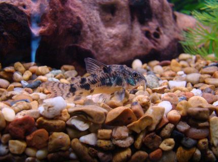 freshwater fish - corydoras paleatus - peppered cory cat stocking in 45 gallons tank - Peppered Cory freshwater fish - corydoras paleatus - peppered cory cat stocking in 45 gallons tank - Peppered Cory