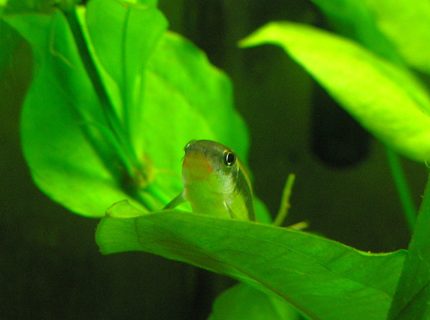 freshwater fish - crossocheilus siamensis - siamese algae eater stocking in 29 gallons tank - Flying fox, resting on leaf. freshwater fish - crossocheilus siamensis - siamese algae eater stocking in 29 gallons tank - Flying fox, resting on leaf.